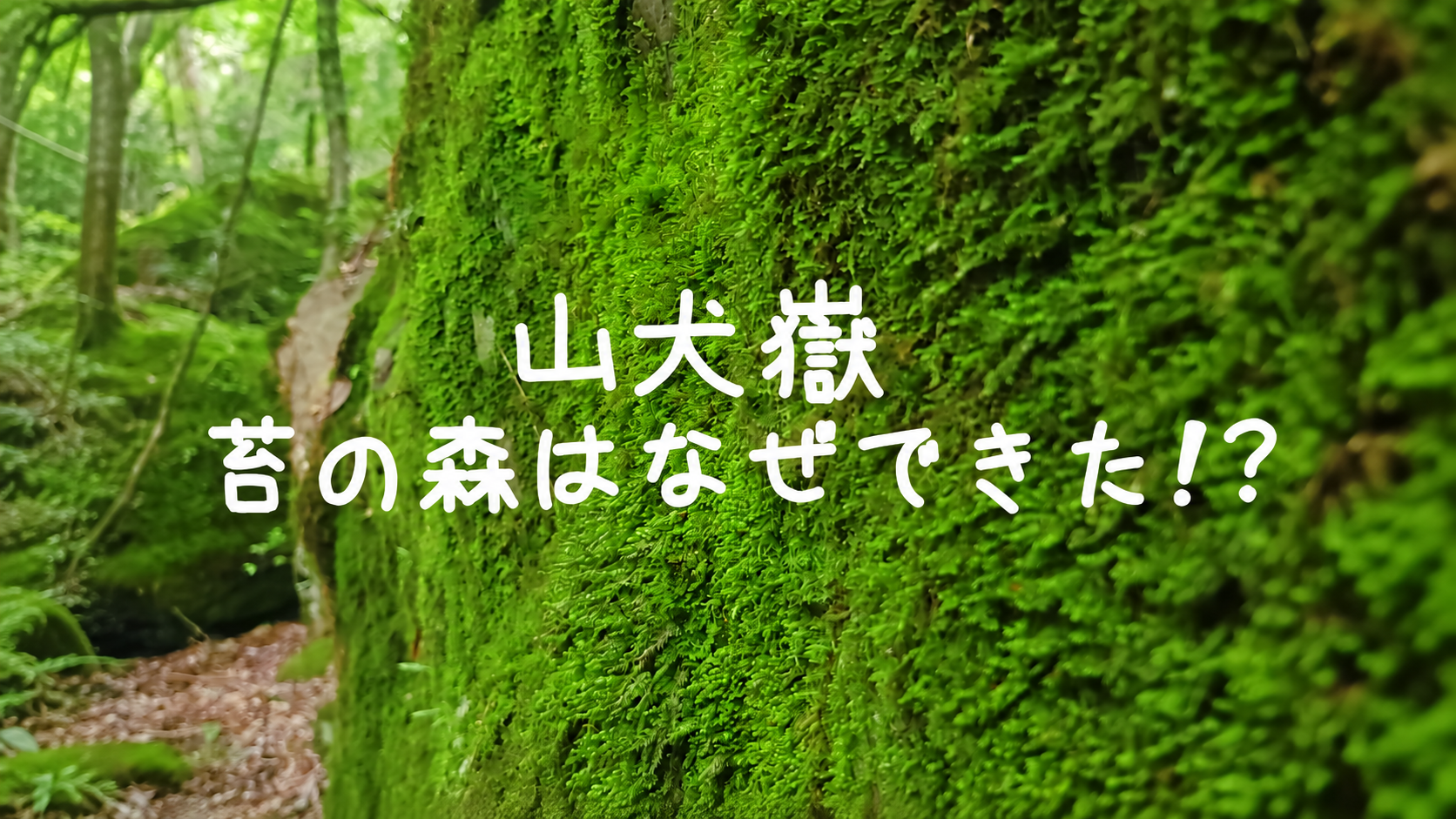 苔に覆われた巨岩が並ぶ山犬嶽の森（徳島県上勝町）