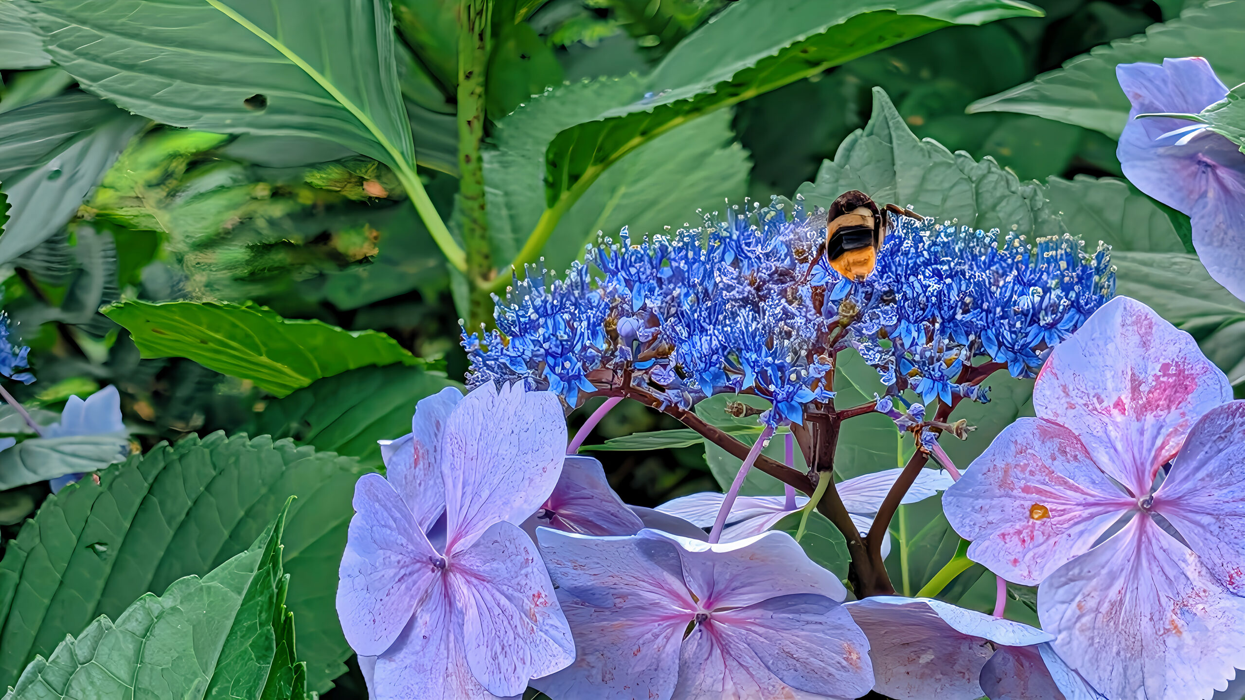 紫陽花とクマバチ